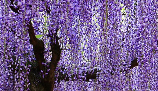 ◆薄紫色ジャケパンスタイルで藤の花を見に行こう◆